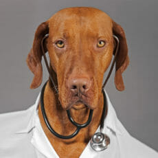 dog wearing doctors coat and stethoscope